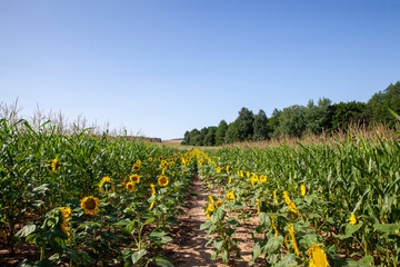 Fototapeta na wymiar an agricultural field where unripe green corn grows