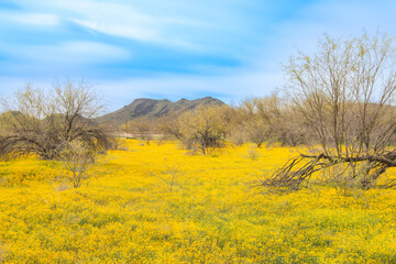 The Brass Buttons (Cotula coronopifolia) plant are blooming in the spring. Yellow wild flowers blooming in the meadow with mountain backgroun.