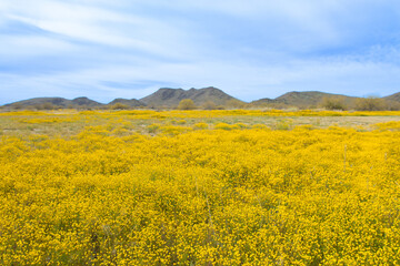 The Brass Buttons (Cotula coronopifolia) plant are blooming in the spring. Yellow wild flowers blooming in the meadow with mountain backgroun.