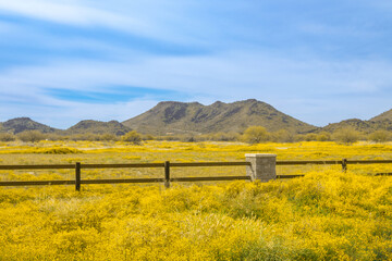 The Brass Buttons (Cotula coronopifolia) plant are blooming in the spring. Yellow wild flowers blooming in the meadow with mountain backgroun.