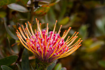 Close up of  red orange  flower head of a leucospermum in the garden at Hawaii.