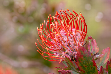 Close up of  red flower head of a leucospermum in the garden at Hawaii.