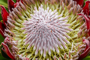 Close up of  King protea ,  Protea cynaroides is blooming  in the garden at Hawaii