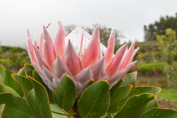 Close up of  King protea ,  Protea cynaroides is blooming  in the garden at Hawaii