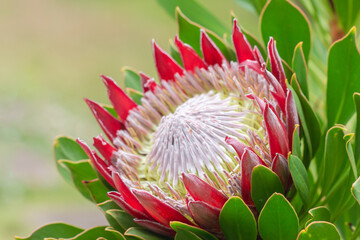 Close up of  King protea ,  Protea cynaroides is blooming  in the garden at Hawaii