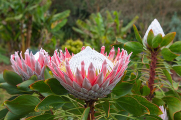 Close up of  King protea, Protea cynaroides  are blooming  in the garden at Hawaii