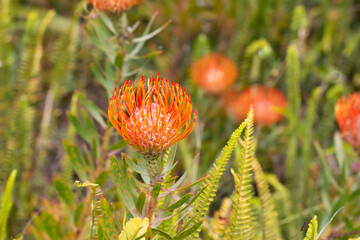 Focus of  red orange  flower head of a leucospermum in the garden at Hawaii.