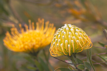 Close up of  yellow  flower head of a leucospermum in the garden at Hawaii.