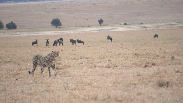 A cheetah moves away from some antelopes he was intending to hunt.
