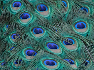 Fototapeta premium Peacock feathers Texture