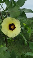 flower in the garden