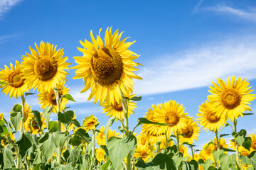青空とひまわり　blue sky and sunflower