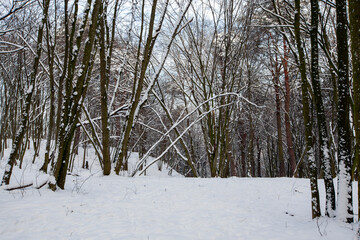 Snow-covered plants in the winter season