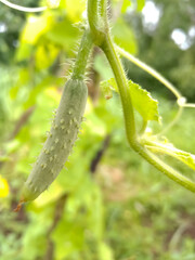 cucumber on the vine