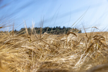 Fototapeta na wymiar ripe wheat harvest in summer