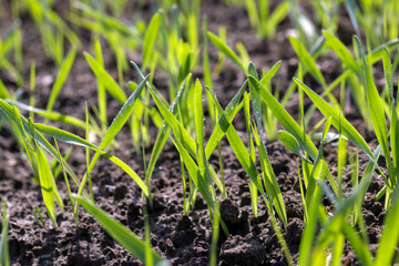 agricultural fields with a large number of young green cereal wheat as grass