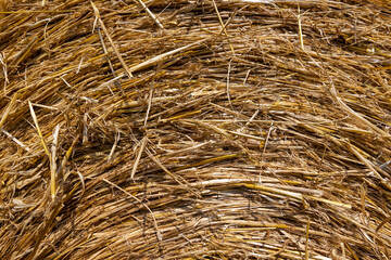 twisted straw stacks after harvest