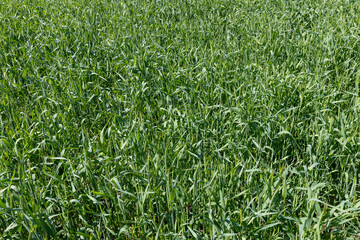 Fototapeta premium An agricultural field where green cereals grow