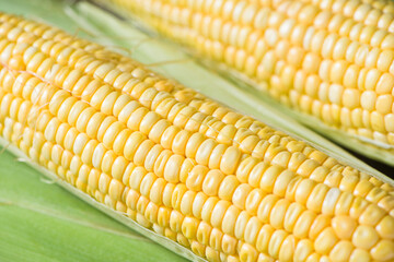 Fresh yellow corn cobs, close up