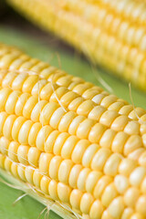 Fresh yellow corn cobs, close up