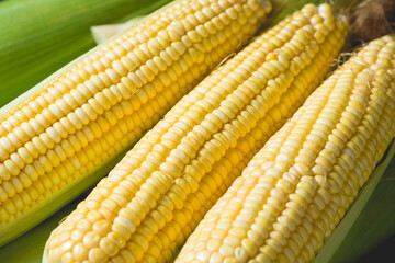 Fresh ripe yellow cobs corn on wooden table