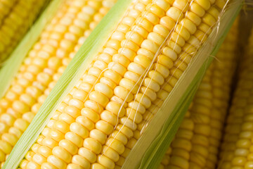 Fresh yellow corn cobs, close up