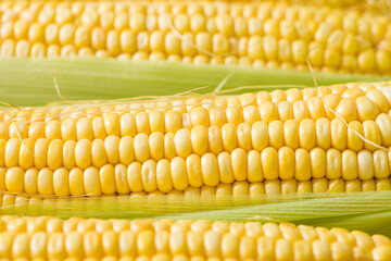 Fresh yellow corn cobs, close up