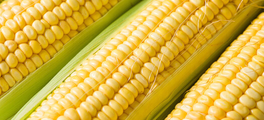 Fresh yellow corn cobs, close up