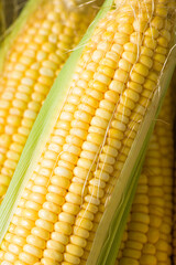 Fresh yellow corn cobs, close up