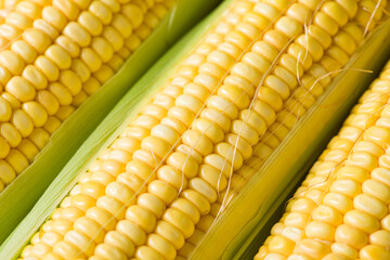 Fresh yellow corn cobs, close up