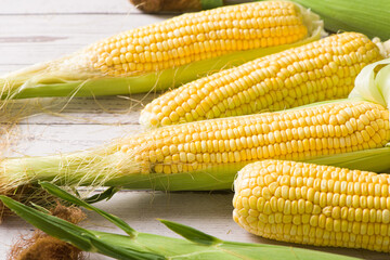 Fresh ripe yellow cobs corn on wooden table