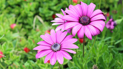 Obraz premium Hermosas flores con petalos morados 