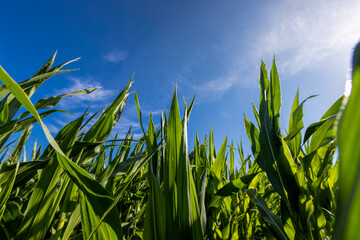 Green corn illuminated by sunlight