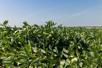 Green beans in sunny windy weather