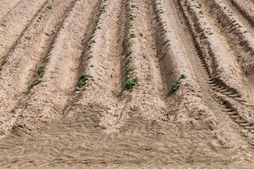 A field with furrows in which potatoes grow