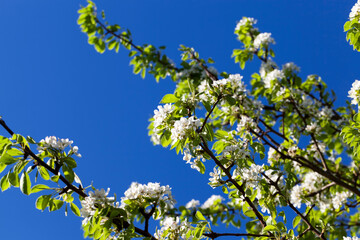 cherry fruit trees blooming in spring
