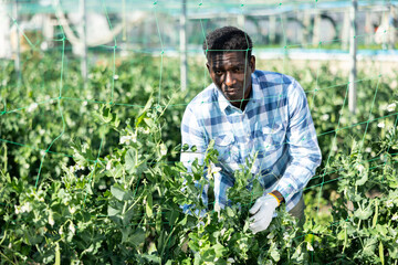 African american man tying leguminous plants to netting in greenhouse