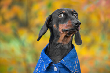 Portrait of funny dachshund puppy wearing blue cotton shirt, who looks askance at someone with a...