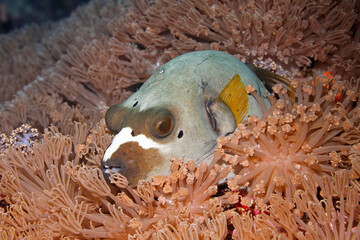 Black Spotted pufferfish, Arothron nigropunctatus resting in soft corals