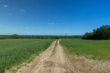 Fototapeta na wymiar A rural dirt road in a field with plants