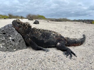 galapagos marine iguana