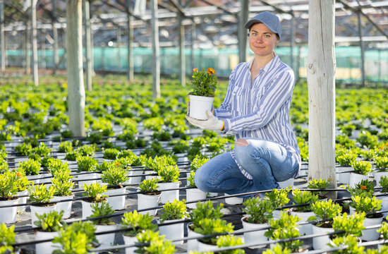 European woman gardener looking at camera while taking care of plants in greenhouse.