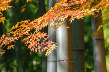 京都の秋のカエデ