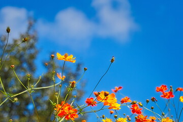 Obraz premium 日本の秋は秋桜(コスモス)の花が見頃