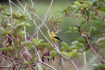 A male american goldfinch perched along a marsh boardwalk trail in Ontario.