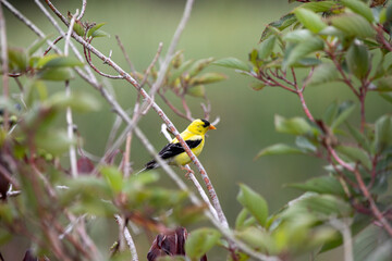 A male american goldfinch perched along a marsh boardwalk trail in Ontario.