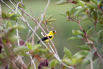 A male american goldfinch perched along a marsh boardwalk trail in Ontario.