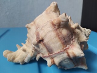 sea shell isolated on white