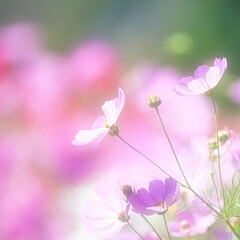 日本の秋は秋桜(コスモス)の花が見頃