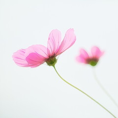 日本の秋は秋桜(コスモス)の花が見頃